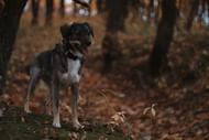 Rhonda Richardson leaves home to search for a missing dog (Image via Unsplash)